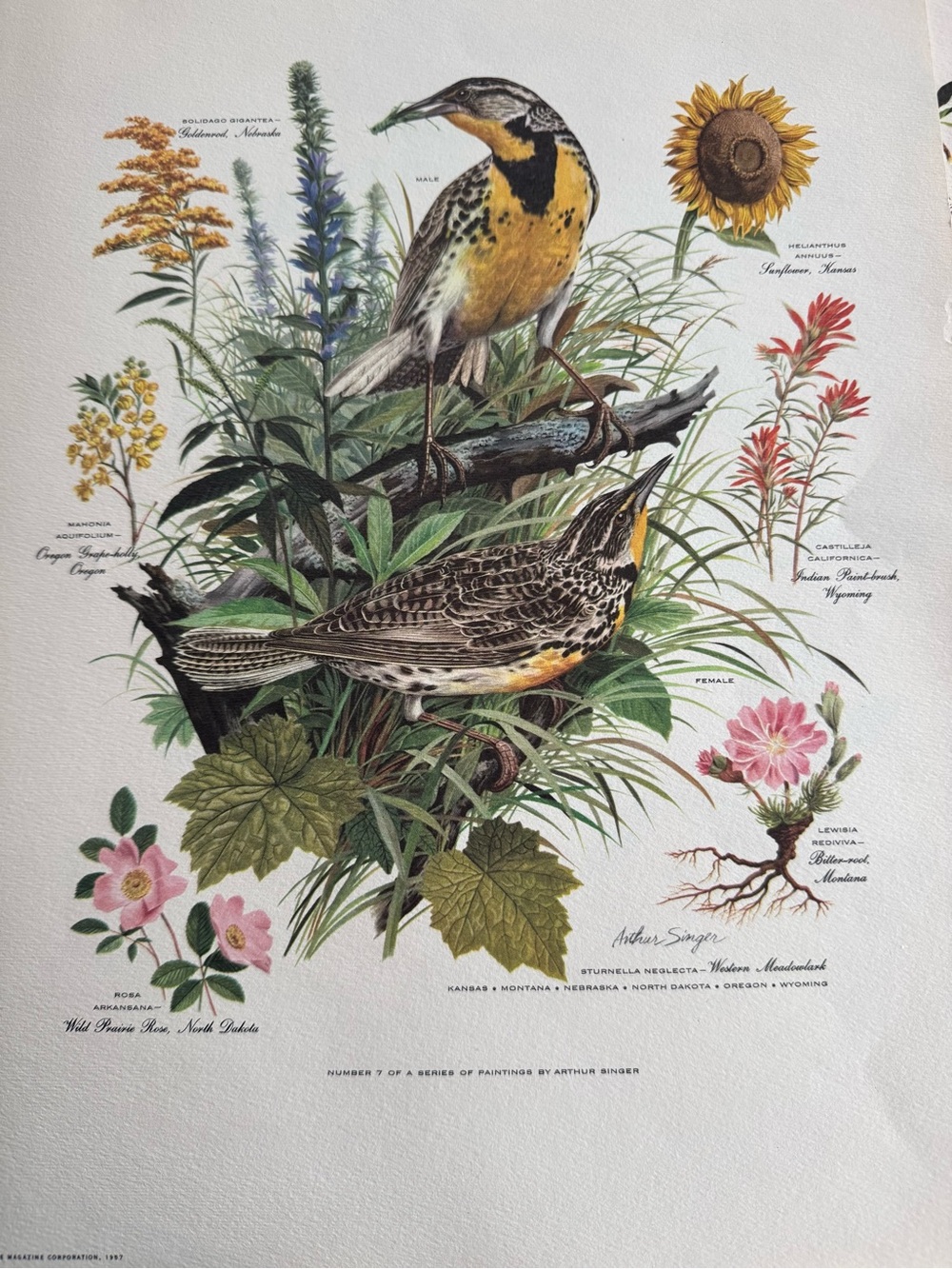 Botanical Art Prints Featuring 10 prints - Picture 12 of 12